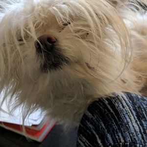 Meet your Posher, Amber